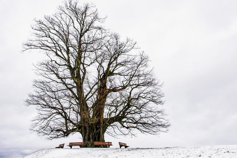 Photography Inspiration